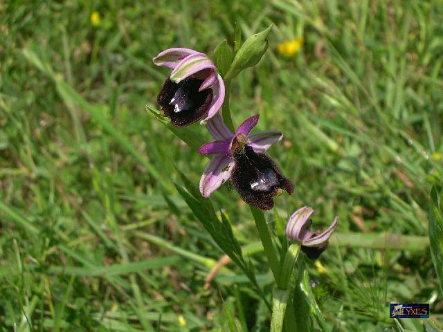 ophrys  bertolonii.JPG